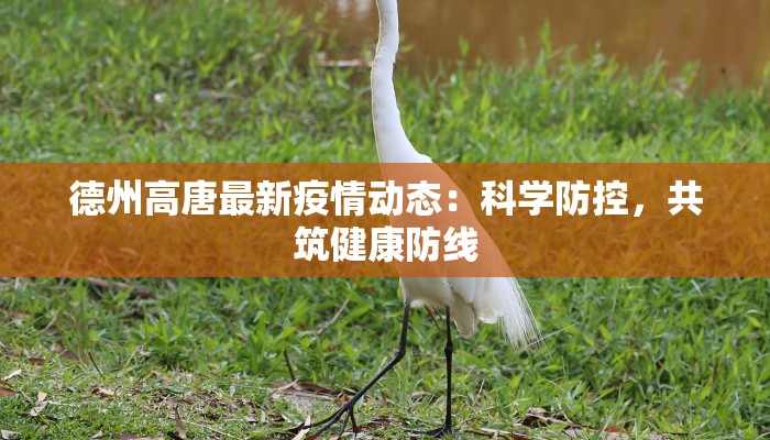德州高唐最新疫情动态：科学防控，共筑健康防线
