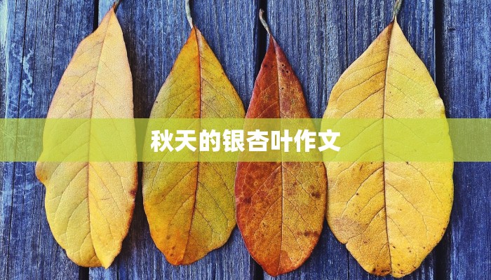 秋天的银杏叶作文