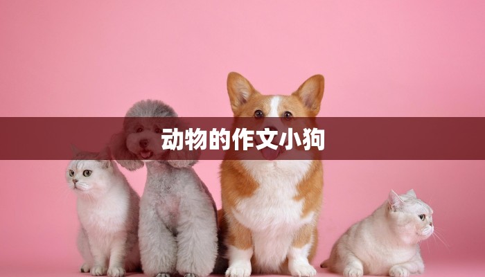 动物的作文小狗